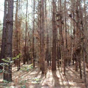 Photo of UNDER CONTRACT!  20 Acres of Timberland For Sale in Lunenburg County VA!