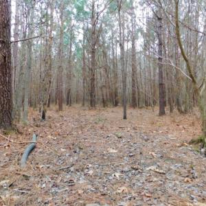 Photo of SOLD!  15.54 Acres of Hunting and Timber Land For Sale in Northampton County NC!