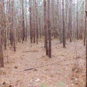 Photo of SOLD!  15.54 Acres of Hunting and Timber Land For Sale in Northampton County NC!