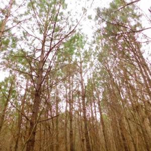 Photo of SOLD!  15.54 Acres of Hunting and Timber Land For Sale in Northampton County NC!