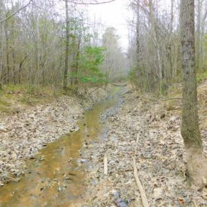 Photo of SOLD!  15.54 Acres of Hunting and Timber Land For Sale in Northampton County NC!