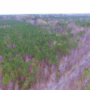 Photo of SOLD!  15.54 Acres of Hunting and Timber Land For Sale in Northampton County NC!