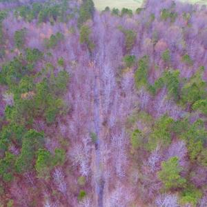 Photo of SOLD!  15.54 Acres of Hunting and Timber Land For Sale in Northampton County NC!