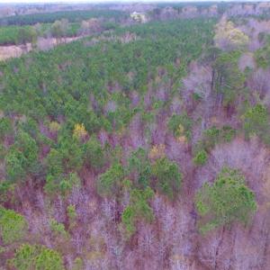Photo of SOLD!  15.54 Acres of Hunting and Timber Land For Sale in Northampton County NC!