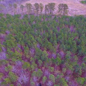 Photo of SOLD!  15.54 Acres of Hunting and Timber Land For Sale in Northampton County NC!