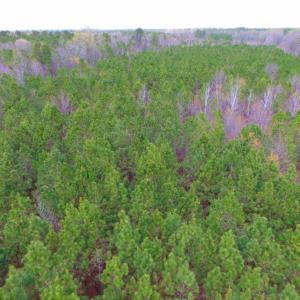 Photo of SOLD!  15.54 Acres of Hunting and Timber Land For Sale in Northampton County NC!
