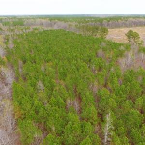 Photo of SOLD!  15.54 Acres of Hunting and Timber Land For Sale in Northampton County NC!