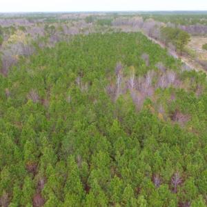 Photo of SOLD!  15.54 Acres of Hunting and Timber Land For Sale in Northampton County NC!
