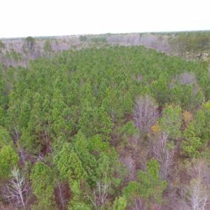 Photo of SOLD!  15.54 Acres of Hunting and Timber Land For Sale in Northampton County NC!