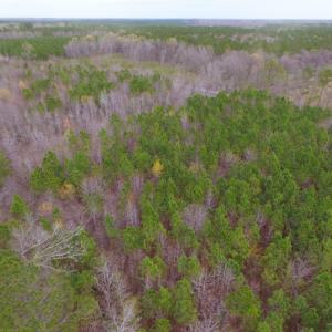 Photo of SOLD!  15.54 Acres of Hunting and Timber Land For Sale in Northampton County NC!