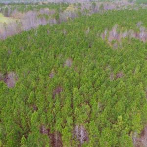 Photo of SOLD!  15.54 Acres of Hunting and Timber Land For Sale in Northampton County NC!