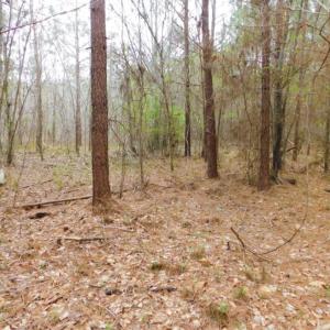 Photo of SOLD!  15.54 Acres of Hunting and Timber Land For Sale in Northampton County NC!
