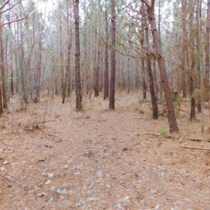 Photo of SOLD!  15.54 Acres of Hunting and Timber Land For Sale in Northampton County NC!