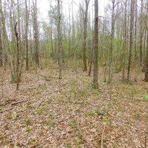 Photo of SOLD!  15.54 Acres of Hunting and Timber Land For Sale in Northampton County NC!