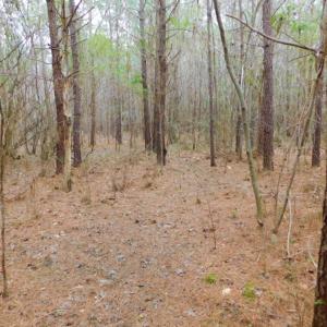 Photo of SOLD!  15.54 Acres of Hunting and Timber Land For Sale in Northampton County NC!