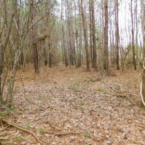 Photo of SOLD!  15.54 Acres of Hunting and Timber Land For Sale in Northampton County NC!