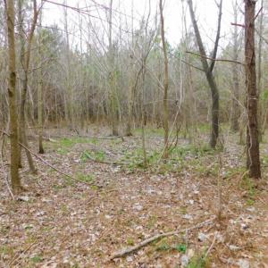 Photo of SOLD!  15.54 Acres of Hunting and Timber Land For Sale in Northampton County NC!