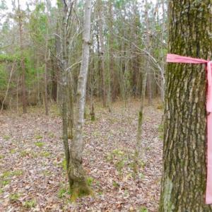 Photo of SOLD!  15.54 Acres of Hunting and Timber Land For Sale in Northampton County NC!