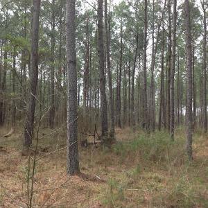 Photo of SOLD!  5 Acres of Residential Land For Sale in Surry County VA!