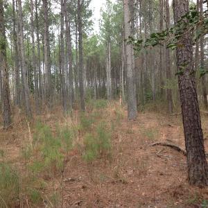 Photo of SOLD!  5 Acres of Residential Land For Sale in Surry County VA!