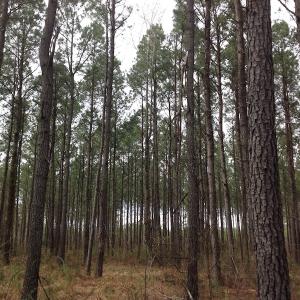 Photo of SOLD!  5 Acres of Residential Land For Sale in Surry County VA!