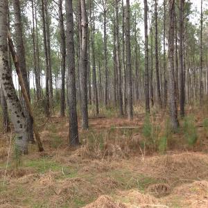 Photo of SOLD!  5 Acres of Residential Land For Sale in Surry County VA!