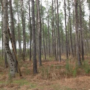 Photo of SOLD!  5 Acres of Residential Land For Sale in Surry County VA!
