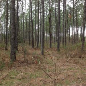 Photo of SOLD!  5 Acres of Residential Land For Sale in Surry County VA!