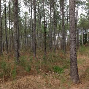 Photo of SOLD!  5 Acres of Residential Land For Sale in Surry County VA!