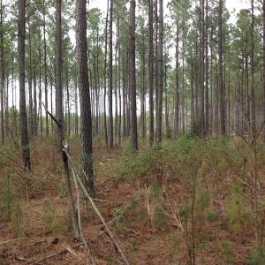 Photo of SOLD!  5 Acres of Residential Land For Sale in Surry County VA!