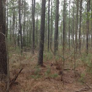 Photo of SOLD!  5 Acres of Residential Land For Sale in Surry County VA!