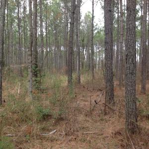Photo of SOLD!  5 Acres of Residential Land For Sale in Surry County VA!