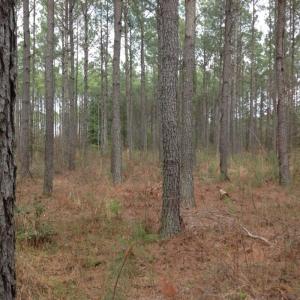 Photo of SOLD!  5 Acres of Residential Land For Sale in Surry County VA!