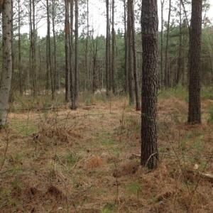 Photo of SOLD!  5 Acres of Residential Land For Sale in Surry County VA!