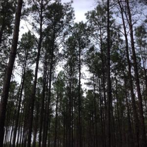 Photo of SOLD!  5 Acres of Residential Land For Sale in Surry County VA!
