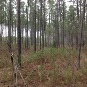 Photo of SOLD!  5 Acres of Residential Land For Sale in Surry County VA!