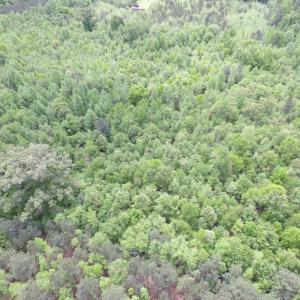 Photo of SOLD!  7.7 Acres of Residential Hunting Land For Sale in Greensville County VA!