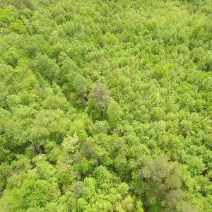 Photo of SOLD!  7.7 Acres of Residential Hunting Land For Sale in Greensville County VA!