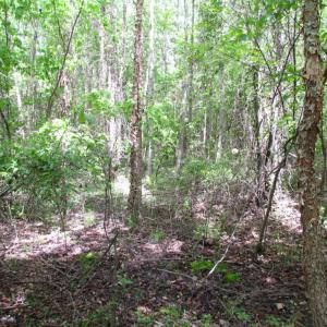Photo of SOLD!  7.7 Acres of Residential Hunting Land For Sale in Greensville County VA!