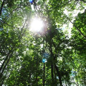 Photo of SOLD!  7.7 Acres of Residential Hunting Land For Sale in Greensville County VA!