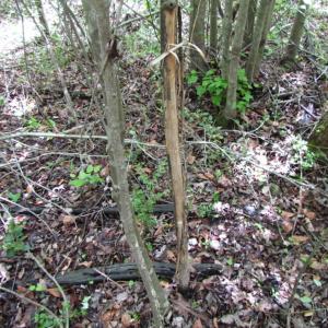 Photo of SOLD!  7.7 Acres of Residential Hunting Land For Sale in Greensville County VA!