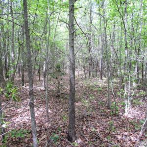 Photo of SOLD!  7.7 Acres of Residential Hunting Land For Sale in Greensville County VA!