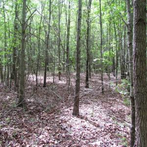 Photo of SOLD!  7.7 Acres of Residential Hunting Land For Sale in Greensville County VA!