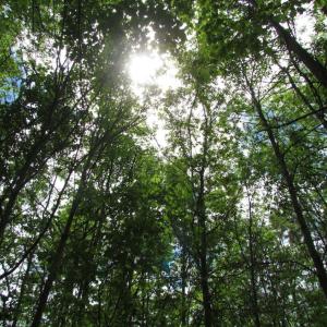Photo of SOLD!  7.7 Acres of Residential Hunting Land For Sale in Greensville County VA!