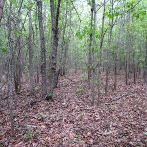 Photo of SOLD!  7.7 Acres of Residential Hunting Land For Sale in Greensville County VA!