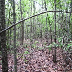 Photo of SOLD!  7.7 Acres of Residential Hunting Land For Sale in Greensville County VA!