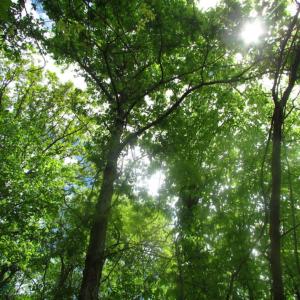 Photo of SOLD!  7.7 Acres of Residential Hunting Land For Sale in Greensville County VA!