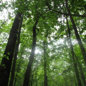 Photo of SOLD!  7.7 Acres of Residential Hunting Land For Sale in Greensville County VA!