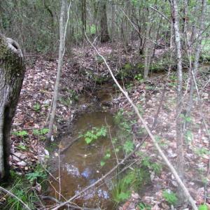 Photo of SOLD!  7.7 Acres of Residential Hunting Land For Sale in Greensville County VA!