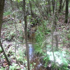 Photo of SOLD!  7.7 Acres of Residential Hunting Land For Sale in Greensville County VA!